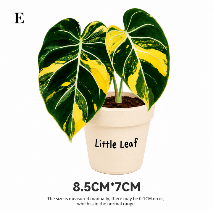 Tropical Plant Fridge Magnet | Rotating Acrylic Magnet